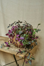 Load image into Gallery viewer, Tradescantia Zebrina
