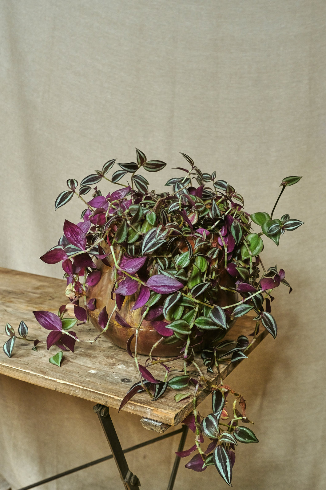 Tradescantia Zebrina