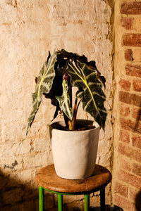 Alocasia Amazonica 'Polly'