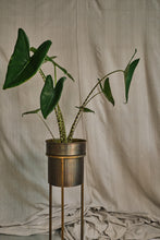 Load image into Gallery viewer, Alocasia Zebrina
