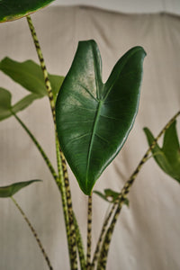 Alocasia Zebrina