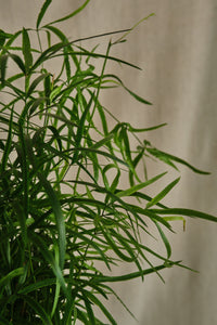 Asparagus "Falcatus" Fern House Plant
