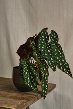 Load image into Gallery viewer, Begonia maculata &quot;Wightii&quot;
