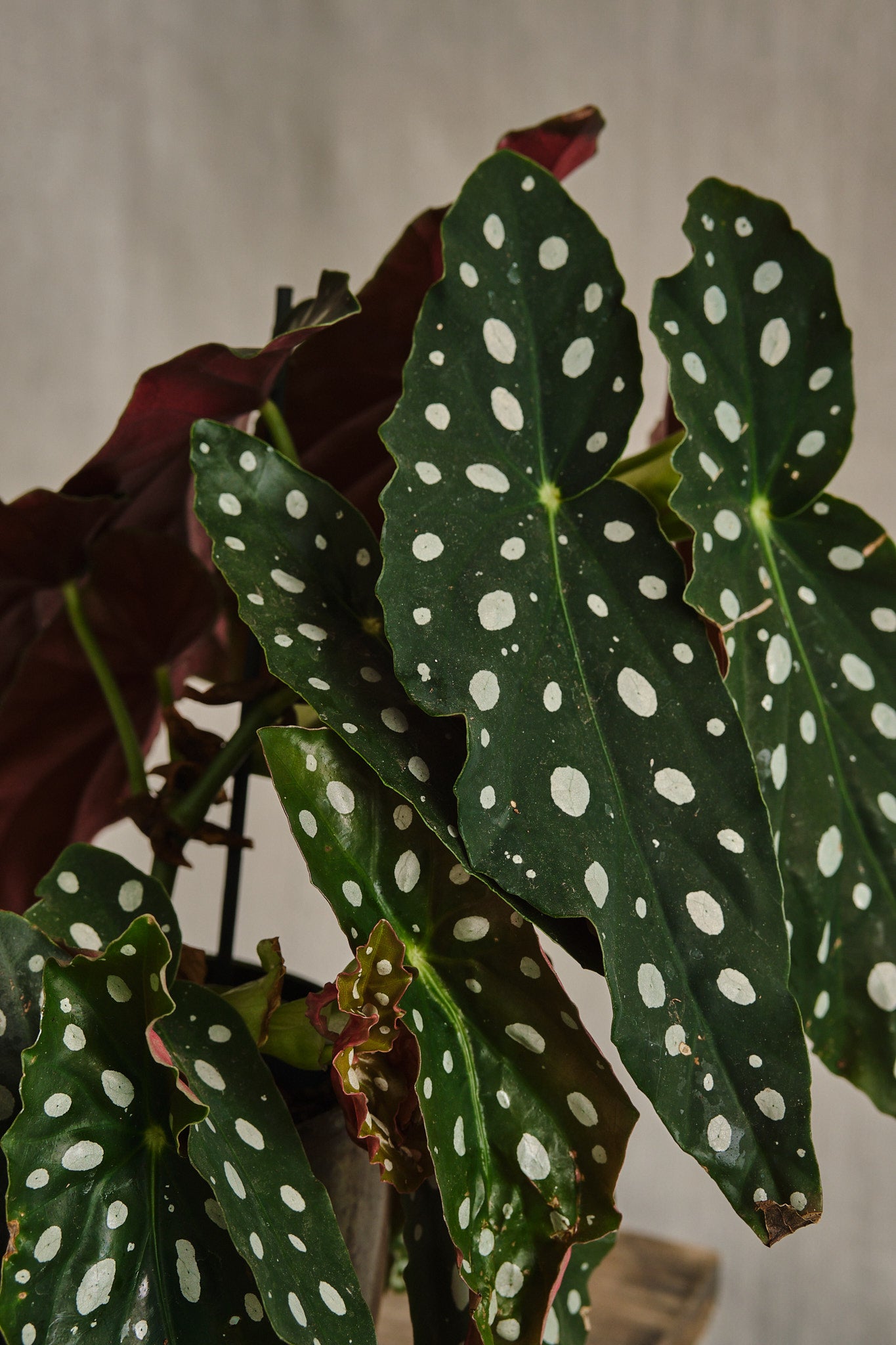 Begonia Maculata – Forest