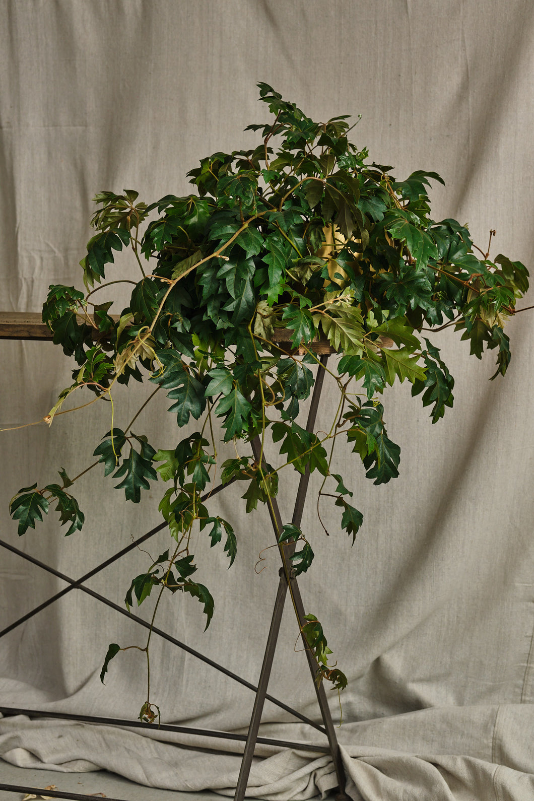 Cissus Rhombifolia