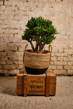 Load image into Gallery viewer, Crassula Hobbit (Local Delivery or Click &amp; Collect Only)
