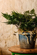 Load image into Gallery viewer, Davallia Humata Tyermannii
