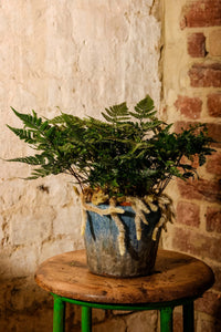 Davallia Humata Tyermannii