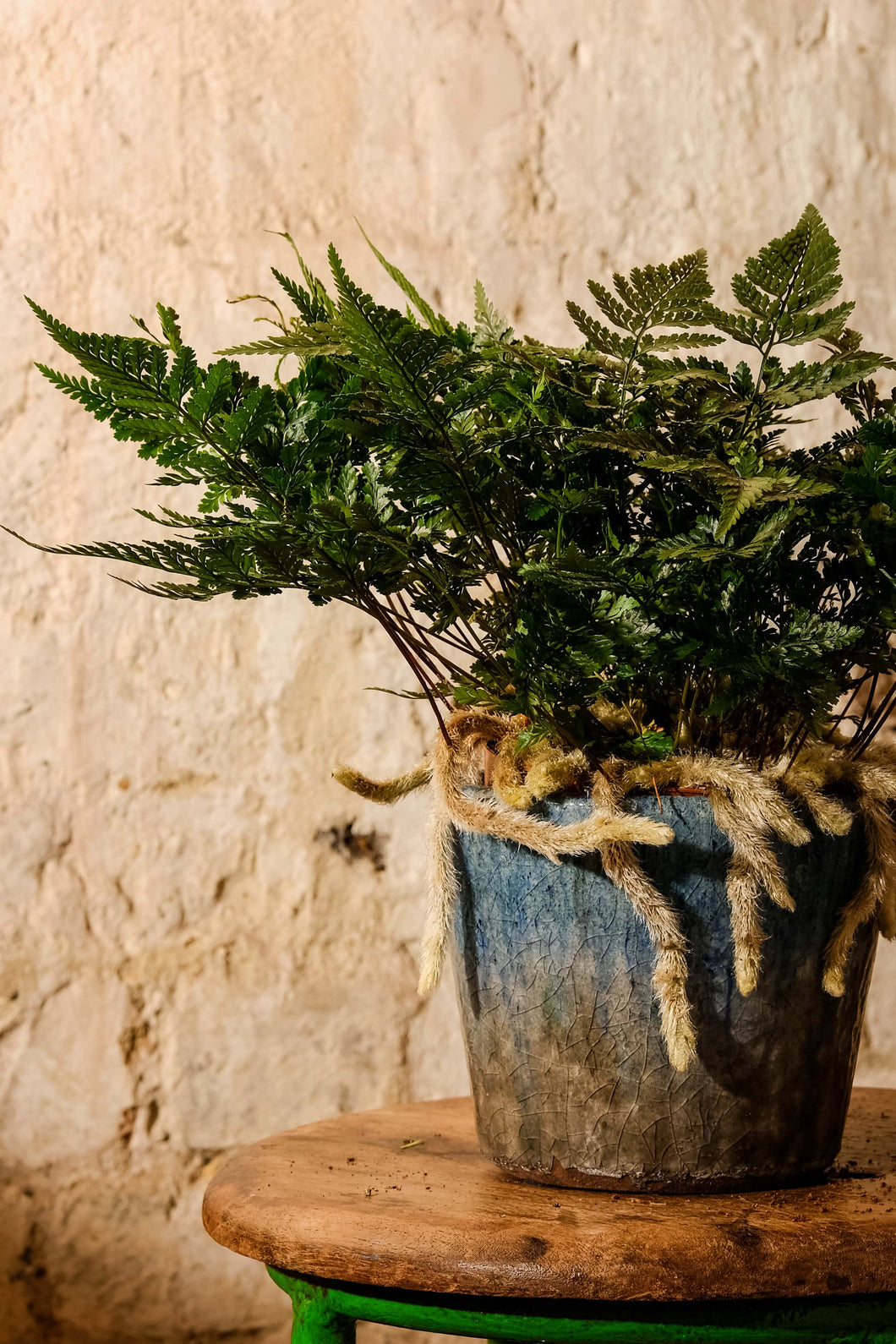 Davallia Humata Tyermannii