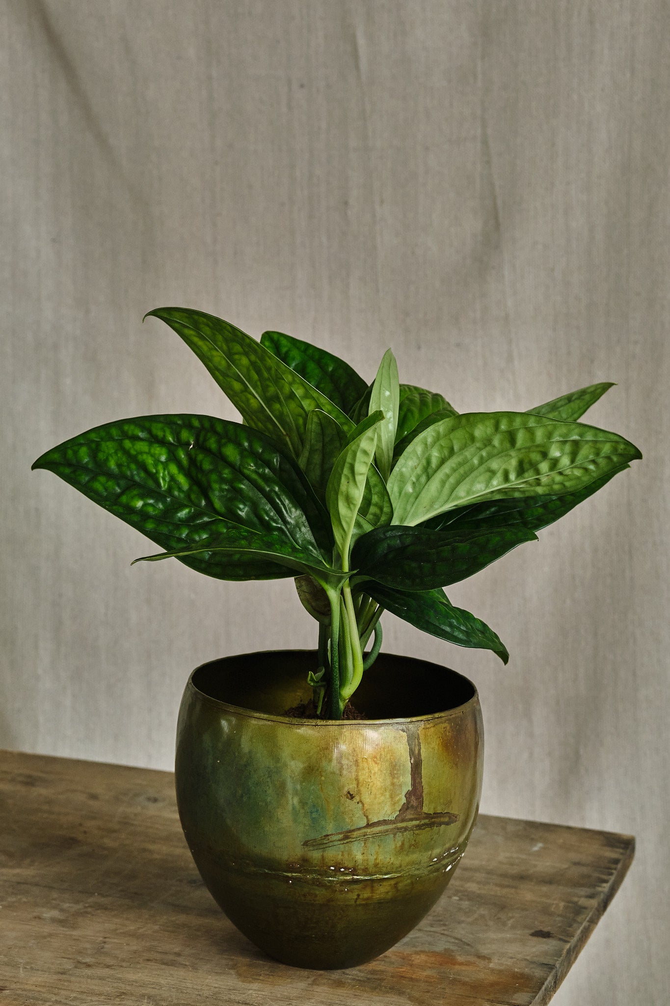Epipremnum Pinnatum 'Marble Planet' – Forest