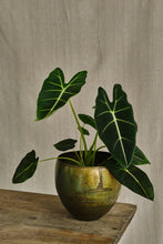 Load image into Gallery viewer, Alocasia micholitziana 'Frydek'
