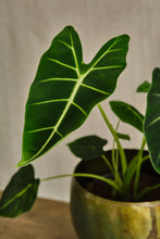 Load image into Gallery viewer, Alocasia micholitziana 'Frydek'
