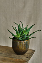 Load image into Gallery viewer, Aloe Arborescens
