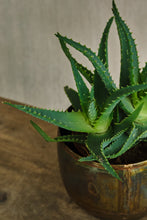 Load image into Gallery viewer, Aloe Arborescens
