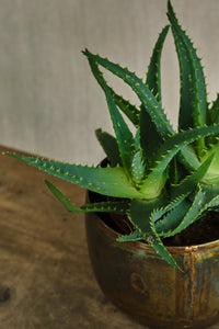 Aloe Arborescens