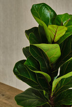 Load image into Gallery viewer, Ficus Lyrata &#39;Bambino&#39;
