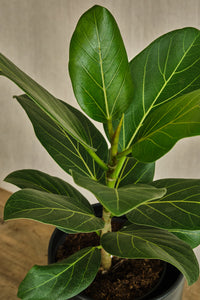 Ficus Benghalensis 'Audrey'