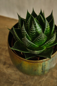 Aloe Cosmos