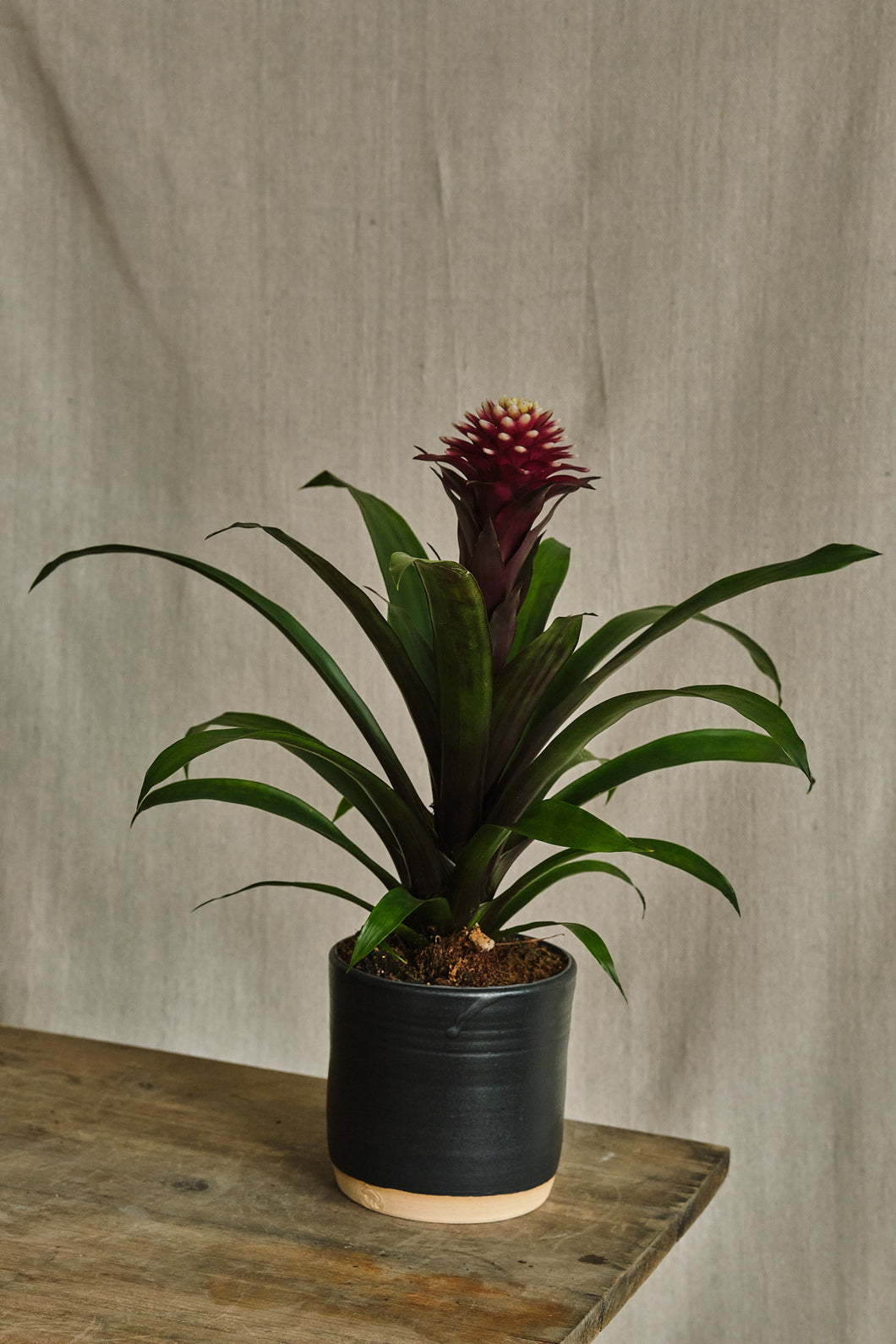 Guzmania lingulata 'Francesca'