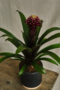 Guzmania lingulata 'Francesca'