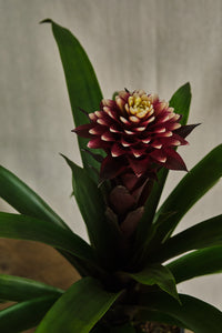 Guzmania lingulata 'Francesca'