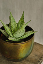 Load image into Gallery viewer, Aloe &#39;Desert Diamond&#39;
