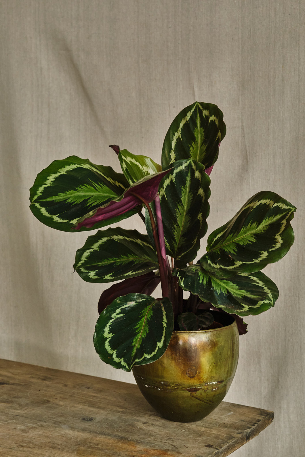 Calathea Roseopicta 'Medallion'