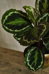 Calathea Roseopicta 'Medallion'