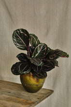 Load image into Gallery viewer, Calathea Roseopicta &#39;Dottie&#39;
