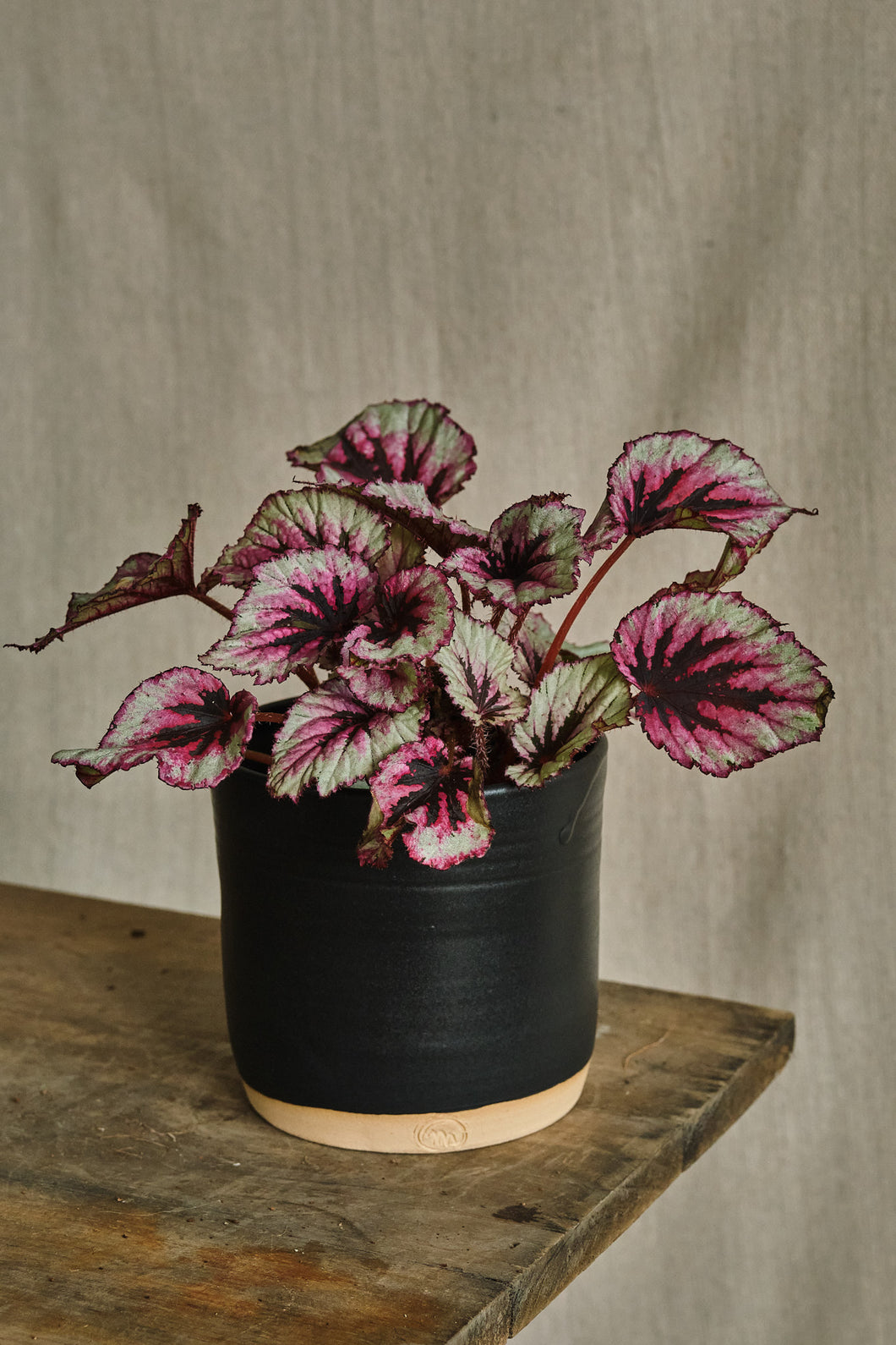 Begonia Rex 'Evening Glow'