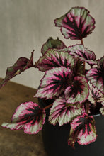 Load image into Gallery viewer, Begonia Rex &#39;Evening Glow&#39;
