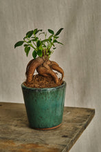 Load image into Gallery viewer, Ficus Retusa 'Ginseng'
