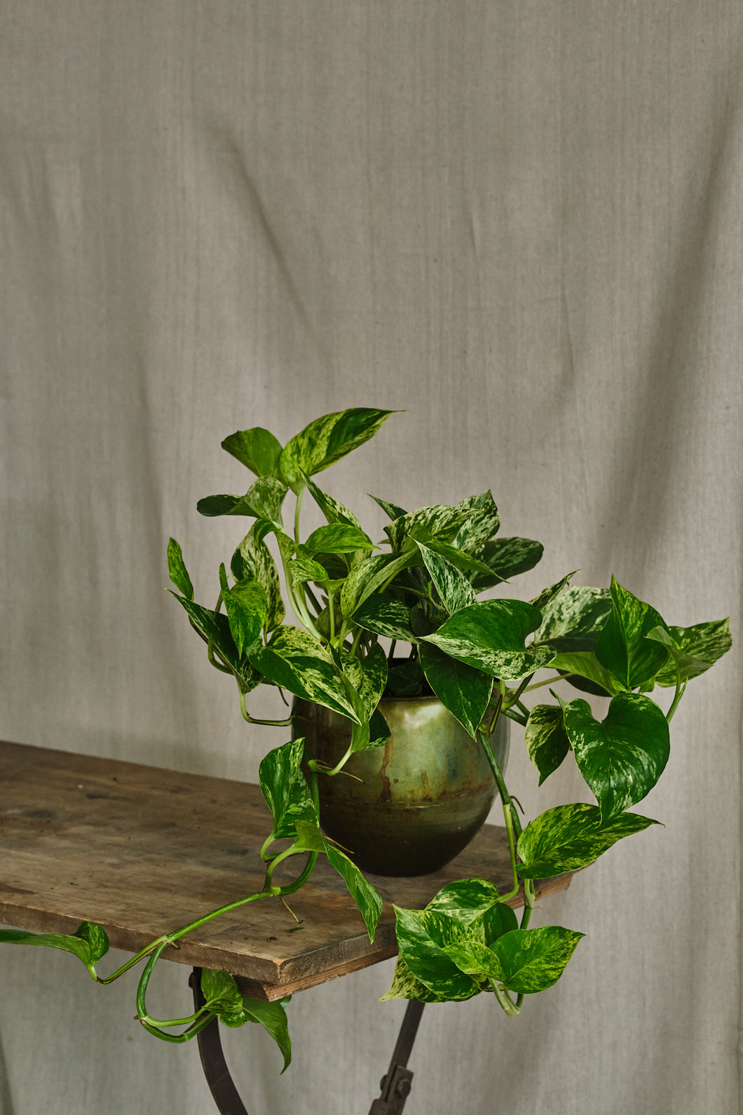 Epipremnum Aureum 'Marble Queen'