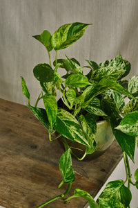 Epipremnum Aureum 'Marble Queen'