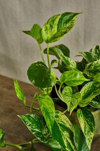 Epipremnum Aureum 'Marble Queen'