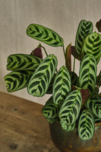 Load image into Gallery viewer, Ctenanthe burle-marxii 'Amabilis'
