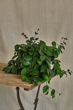 Load image into Gallery viewer, Aeschynanthus Pulcher
