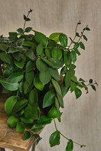 Load image into Gallery viewer, Aeschynanthus Pulcher
