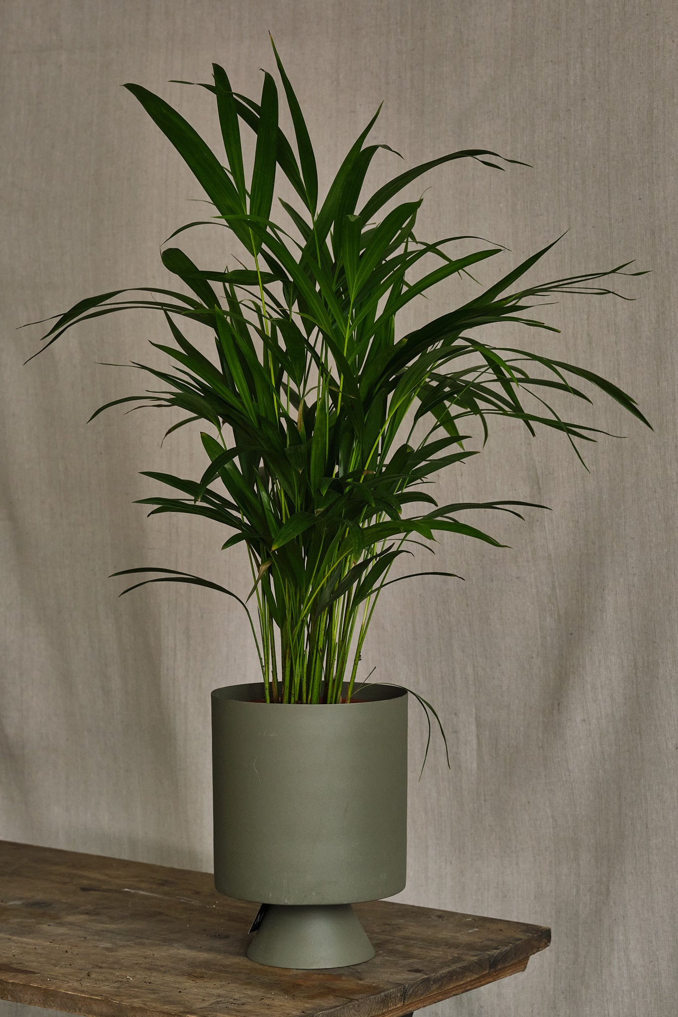 areca palm native london Areca Palm – Forest