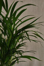 Load image into Gallery viewer, Areca Palm
