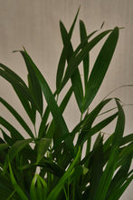 Load image into Gallery viewer, Areca Palm
