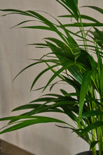 Load image into Gallery viewer, Areca Palm
