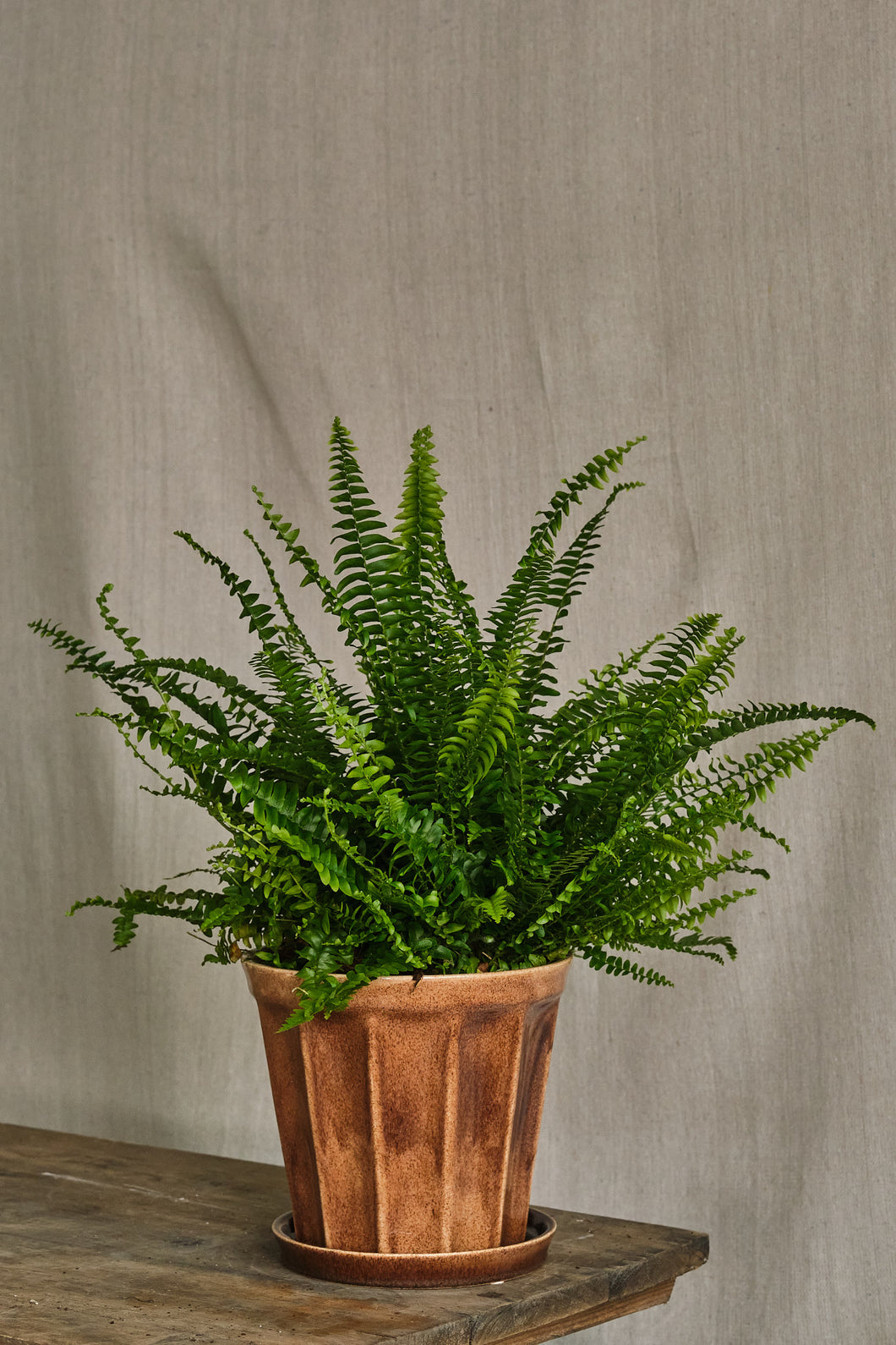 Nephrolepis Fern