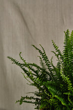 Load image into Gallery viewer, Nephrolepis Fern
