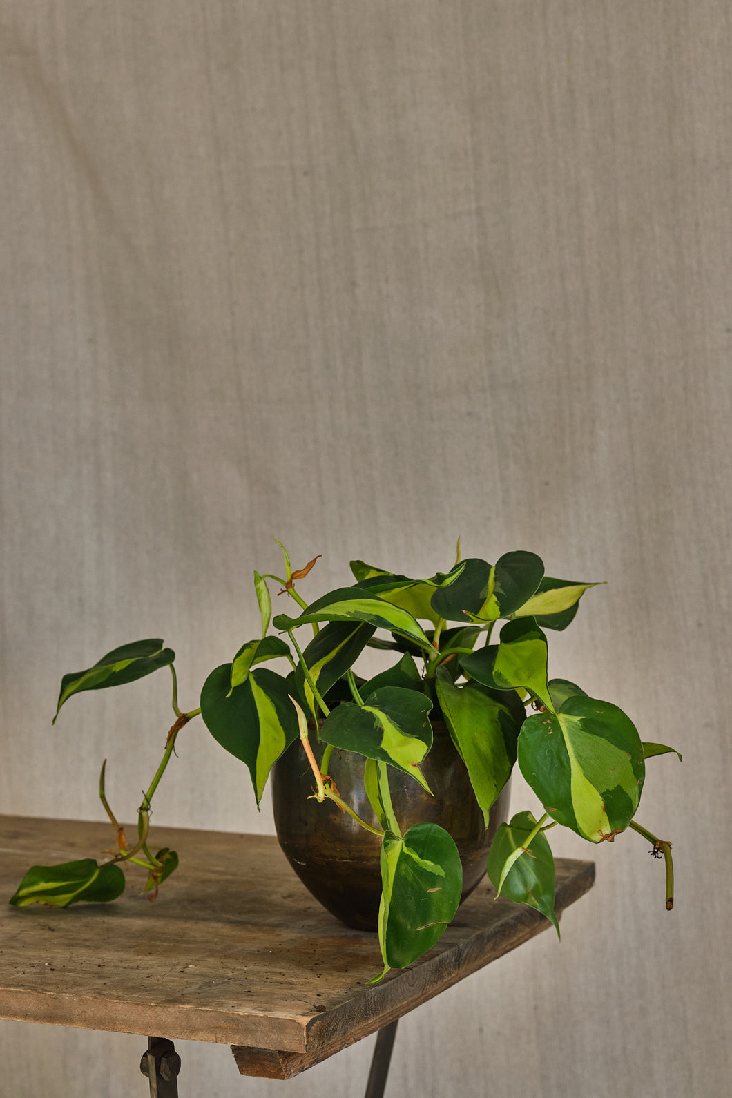 Philodendron Scandens Brasil