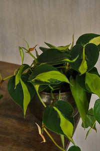 Philodendron Scandens Brasil