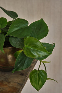 Philodendron Scandens