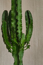 Load image into Gallery viewer, Euphorbia Eritrea
