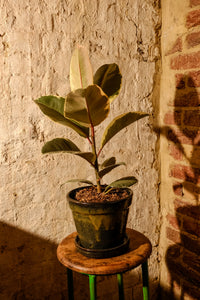 Ficus Elastica Tineke