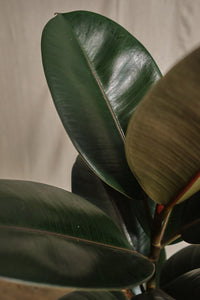 Ficus Elastica Abidjan